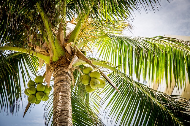 coconut palm, coconuts, palm fronds